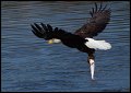 _2SB9024 bald eagle with fish
